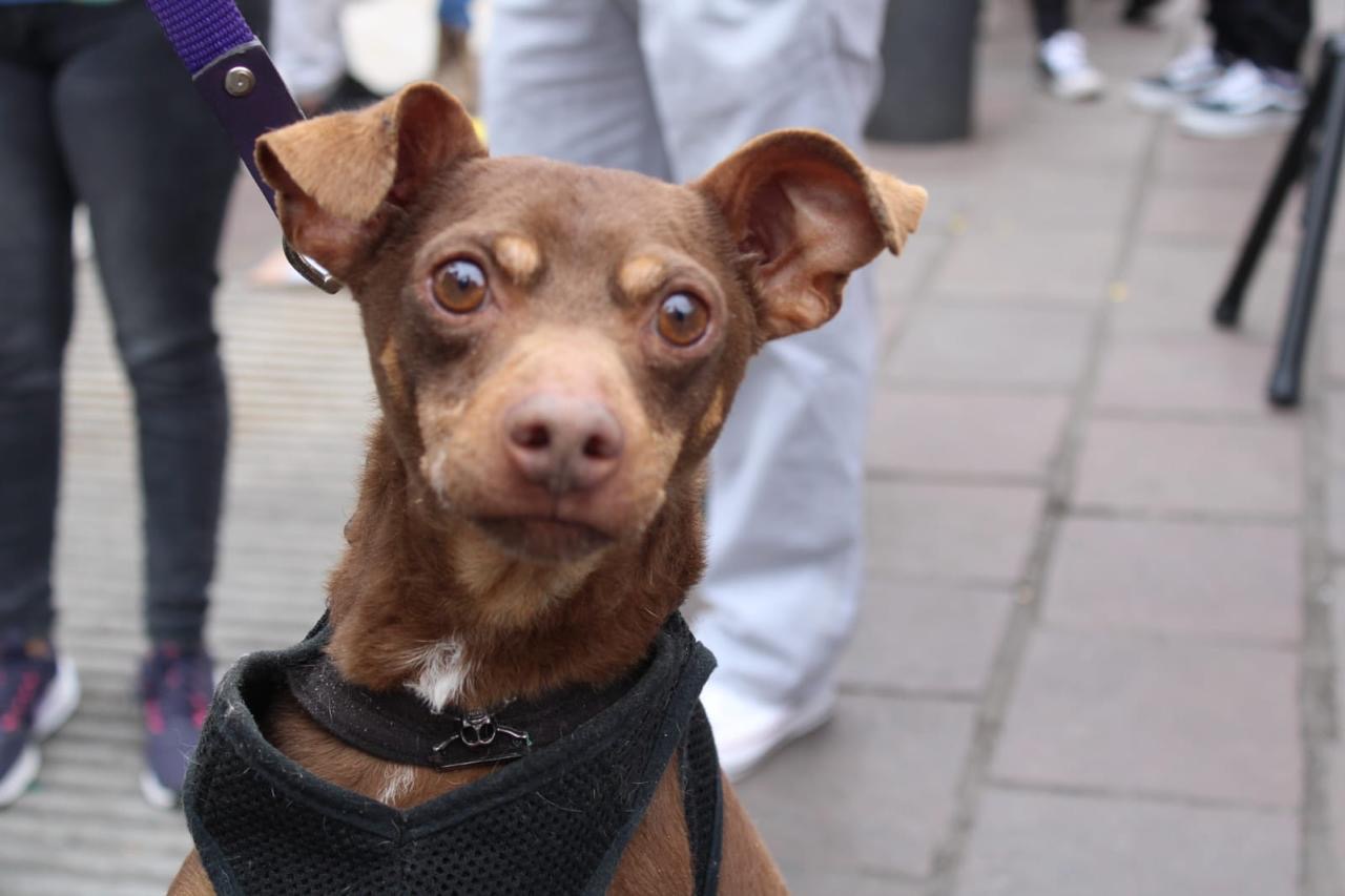 Día de Asueto “Instituto de Protección Animal, el descrédito político de una noble institución”