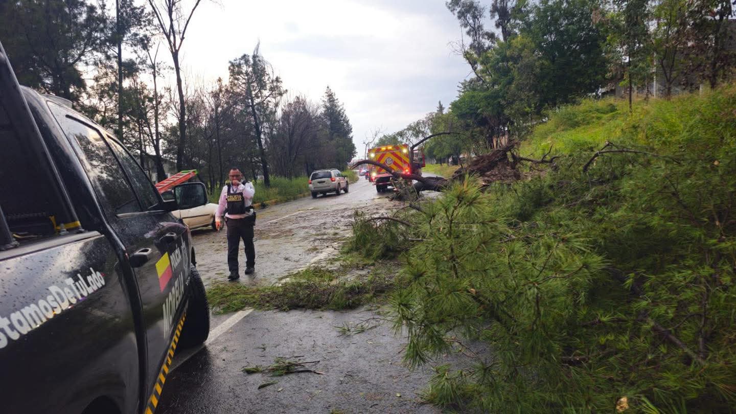 Árbol caído bloquea la carretera Morelia–Pátzcuaro; bomberos liberan el paso