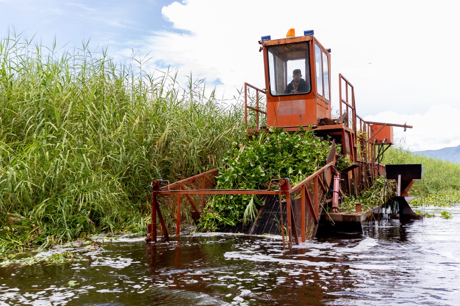 Inicia programa para rehabilitar más de 60 hectáreas del lago de Cuitzeo: Compesca
