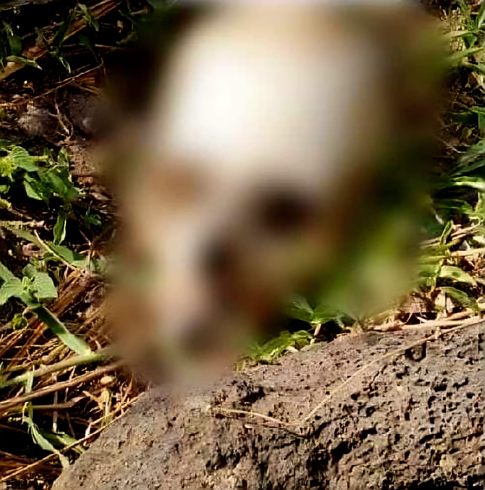 Localizan restos óseos en terrero rústico de Puruándiro