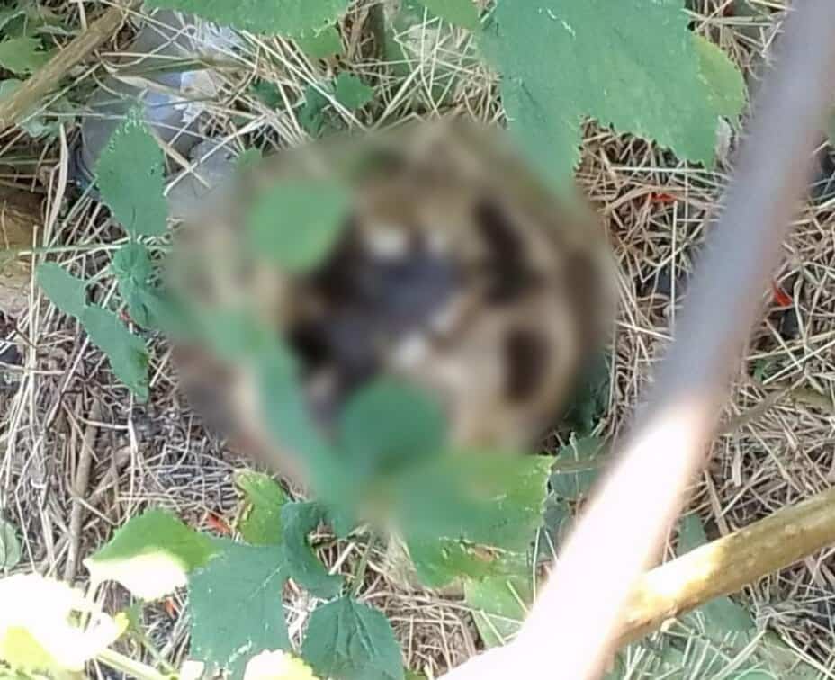 Hallan cráneo humano en un baldío de la colonia La Esperanza, en Morelia 